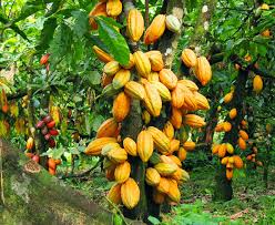 Pods